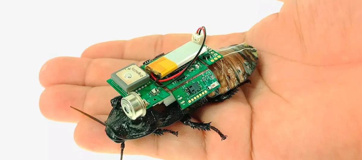 Karaluchy cyborga z ... image