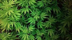 Livraison de cannabi... image