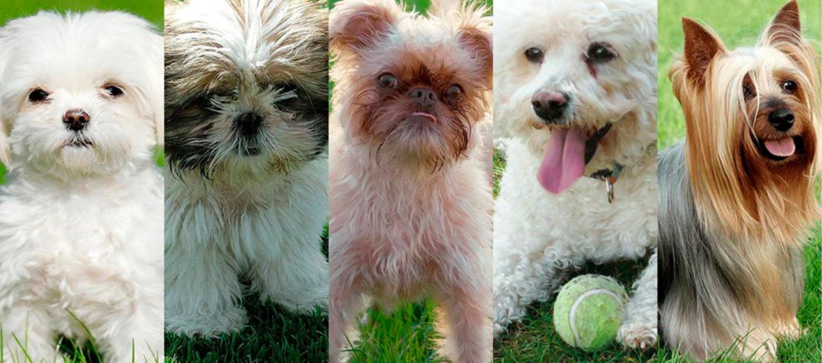 Are hypoallergenic d... image