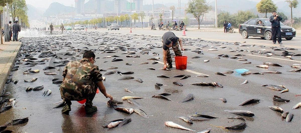 Pluie de poissons en... image