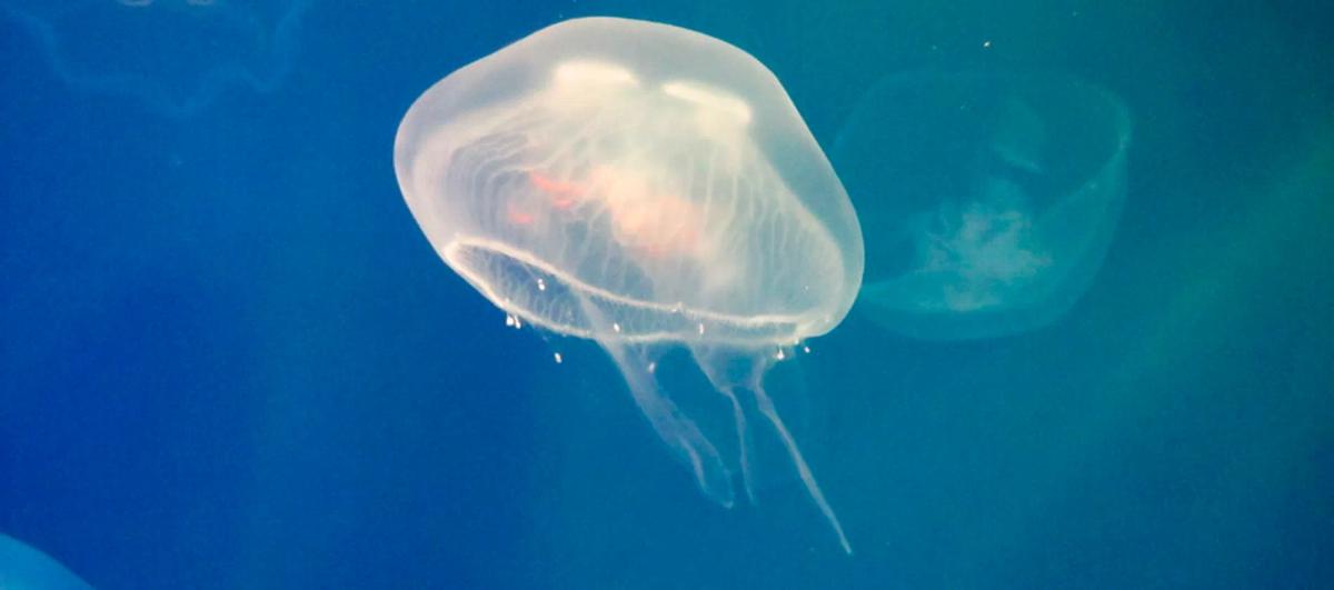 Jellyfish on the bea... image