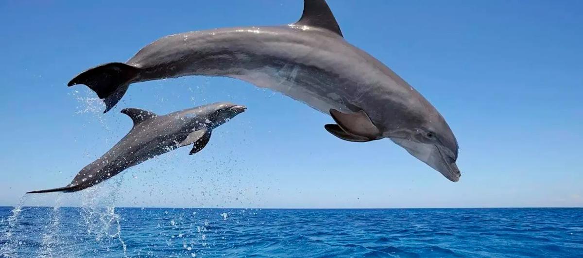 Dolphins in Torrevie... image