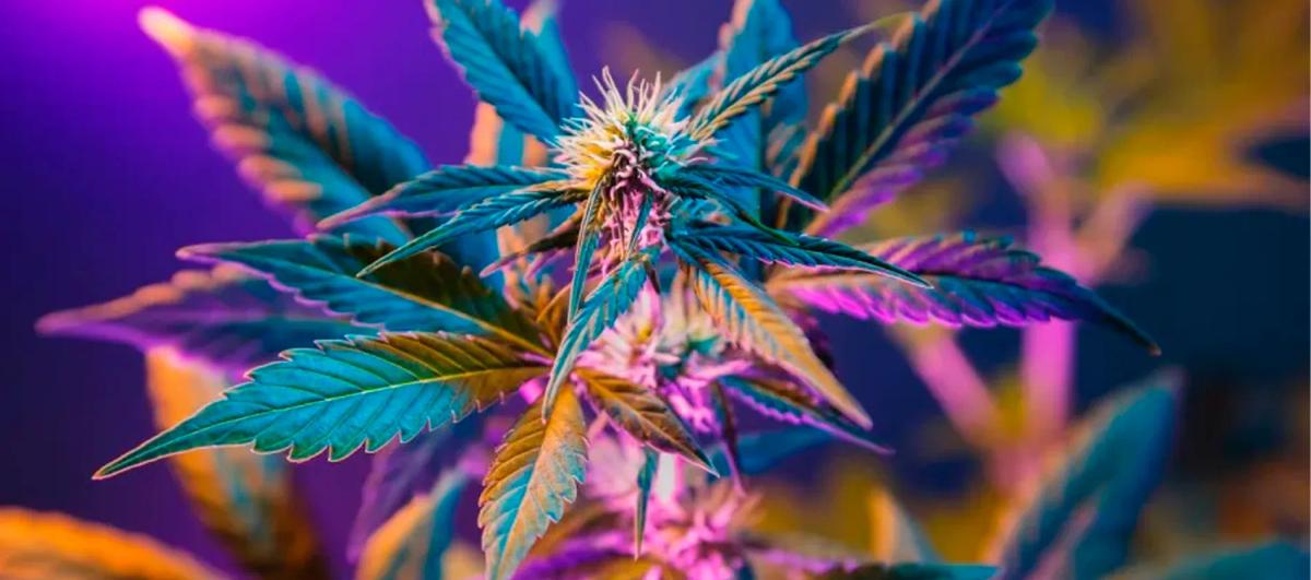 Restrictions on cann... image