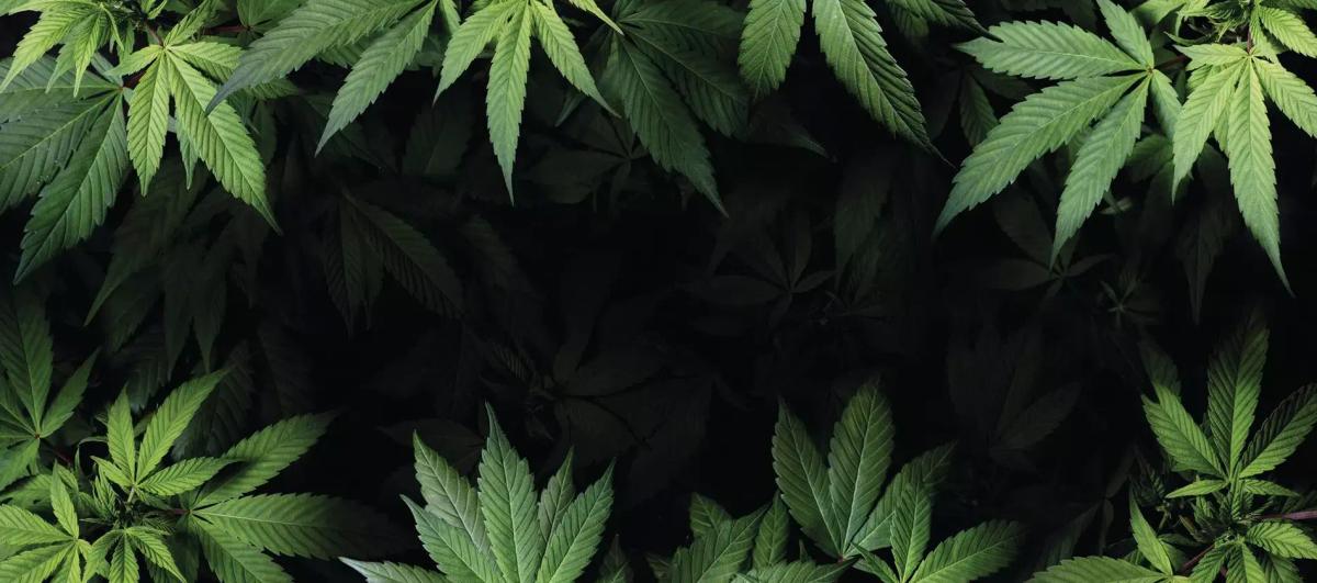 Marijuana/Cannabis T... image
