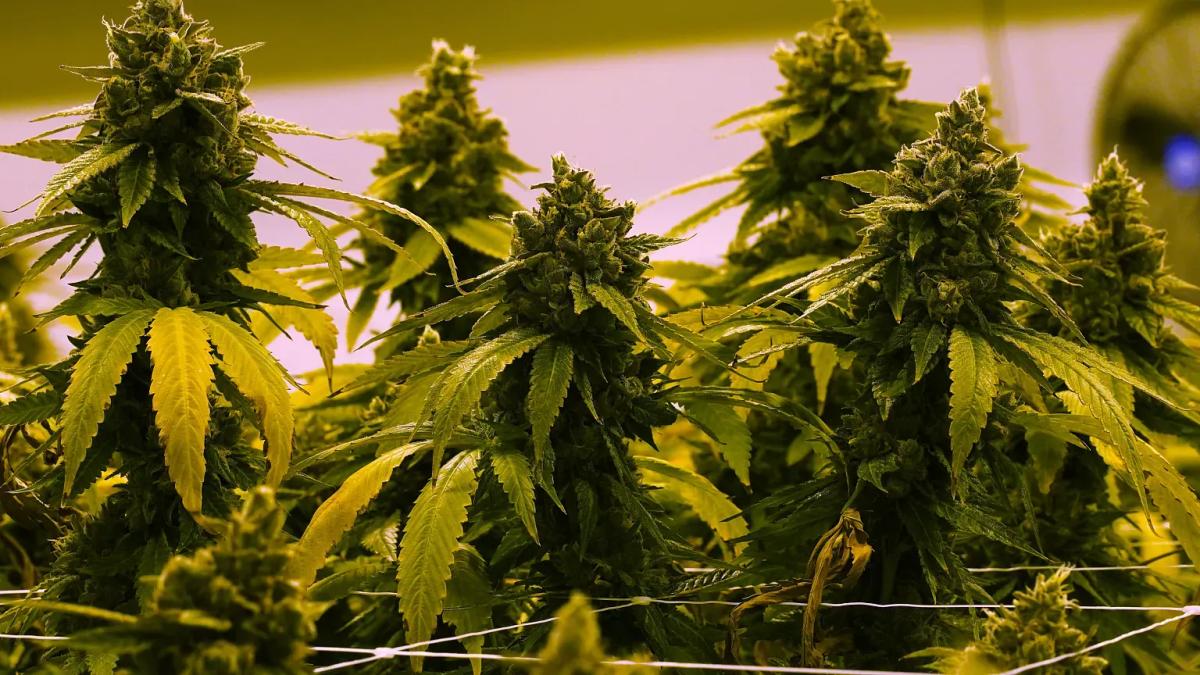Marijuana delivery t... image