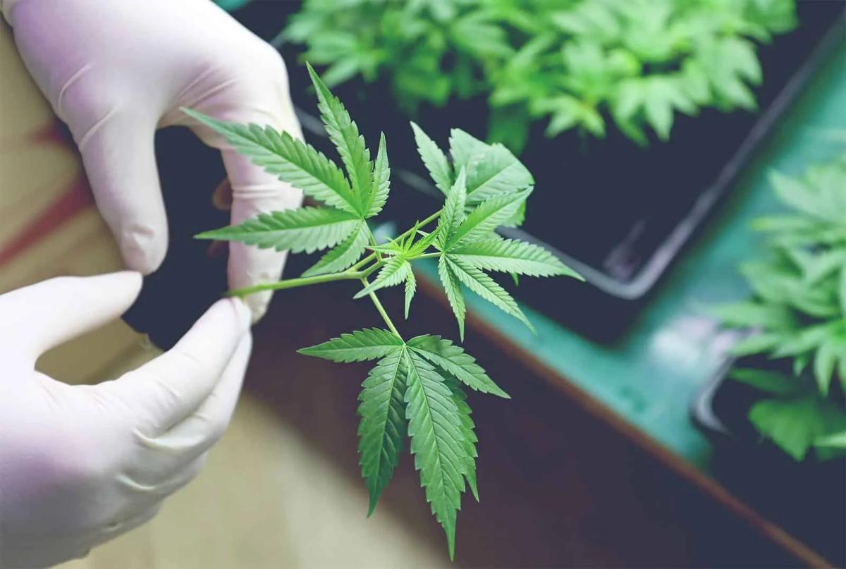 Marijuana Delivery a... image