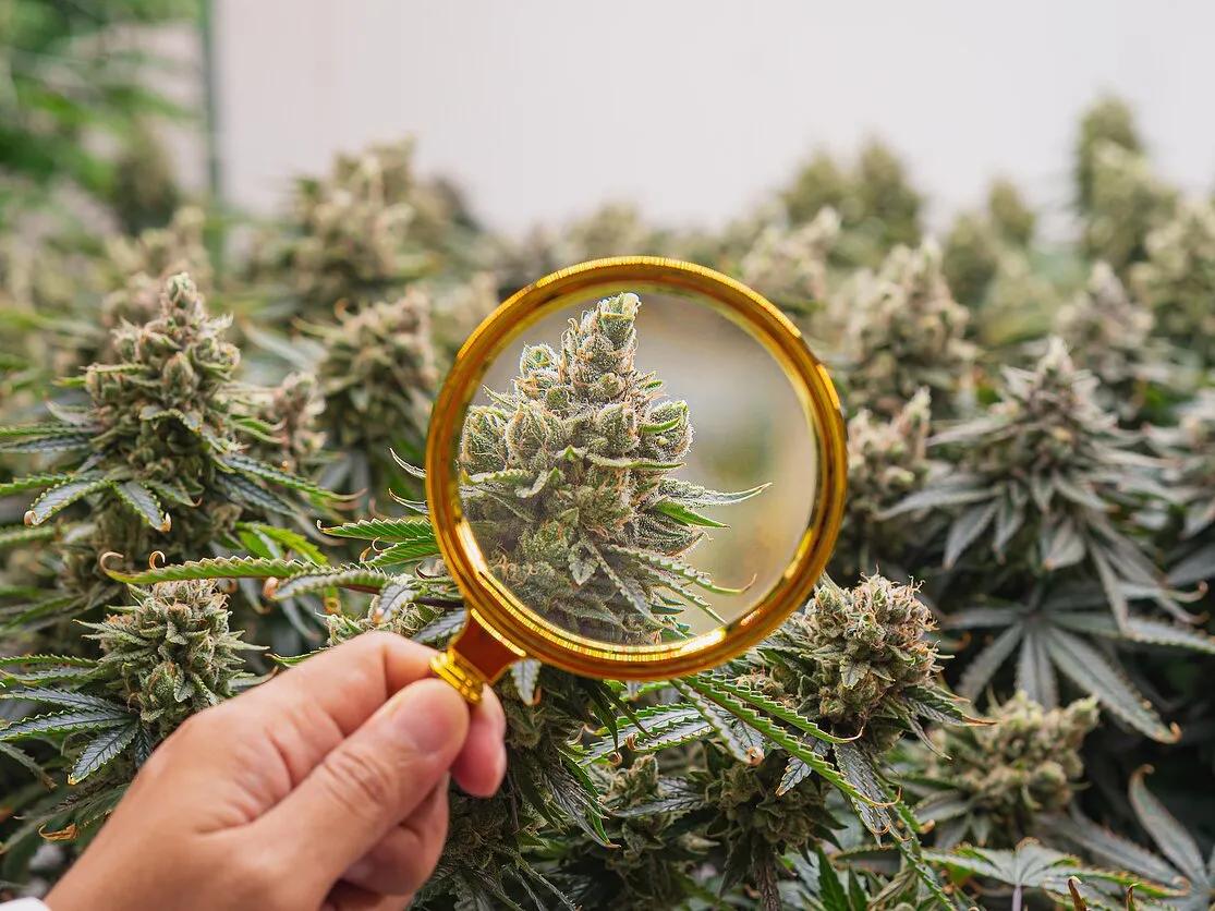 Marijuana and delive... image